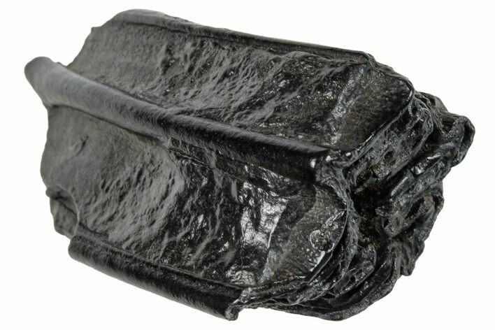 Pleistocene Aged Fossil Horse Tooth - South Carolina #260008